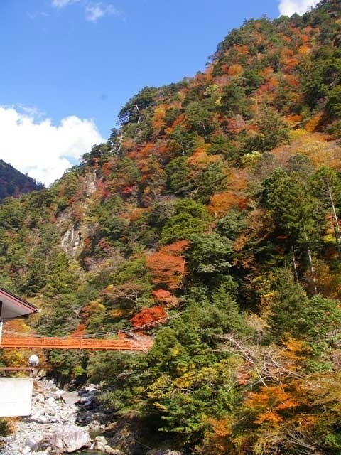 安居渓谷の紅葉 紅葉情報