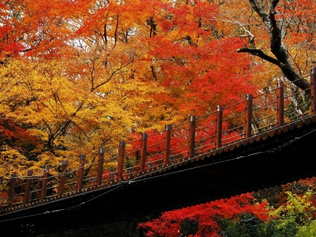 花貫渓谷の紅葉 紅葉情報21