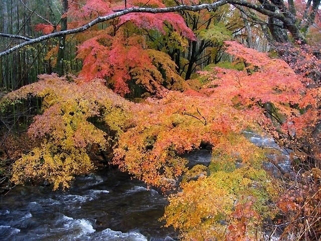 花園渓谷の紅葉 紅葉情報21