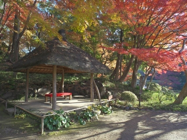 小石川後楽園の紅葉 紅葉情報21