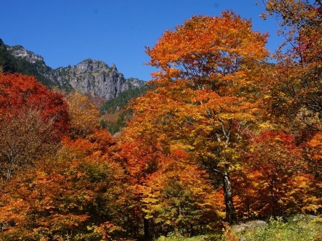 新穂高の紅葉 紅葉情報21