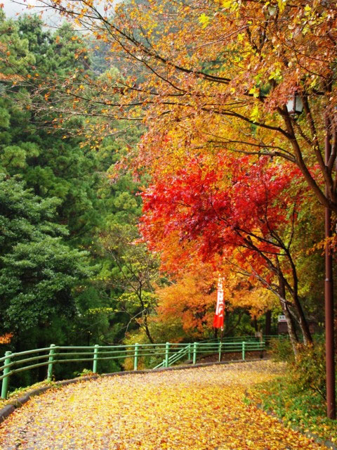 鳳来寺山の紅葉 紅葉情報21