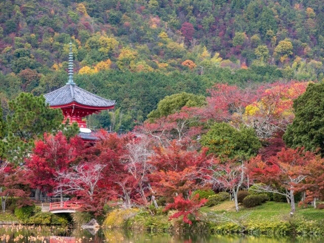 旧嵯峨御所大本山大覚寺の紅葉 紅葉情報21