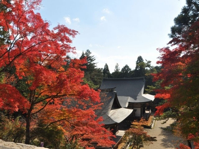 高雄山神護寺の紅葉 紅葉情報2021