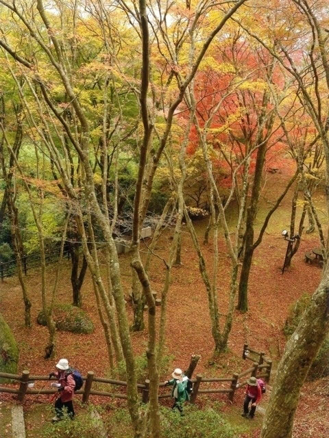 笠置山自然公園の紅葉 紅葉情報21