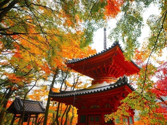 大威徳寺の紅葉 紅葉情報21