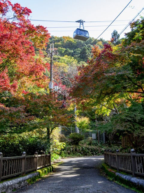 六甲山の紅葉 紅葉情報21
