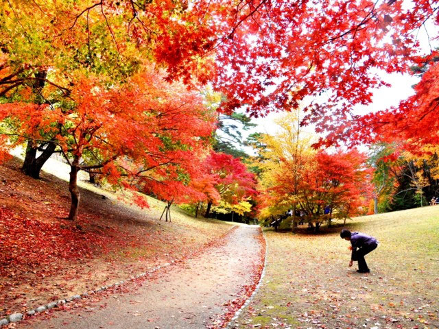 神戸市立森林植物園の紅葉 紅葉情報21