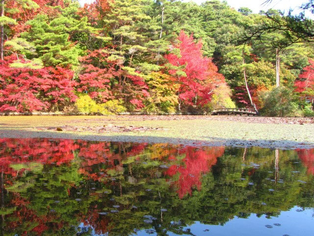 神戸市立森林植物園の紅葉 紅葉情報21