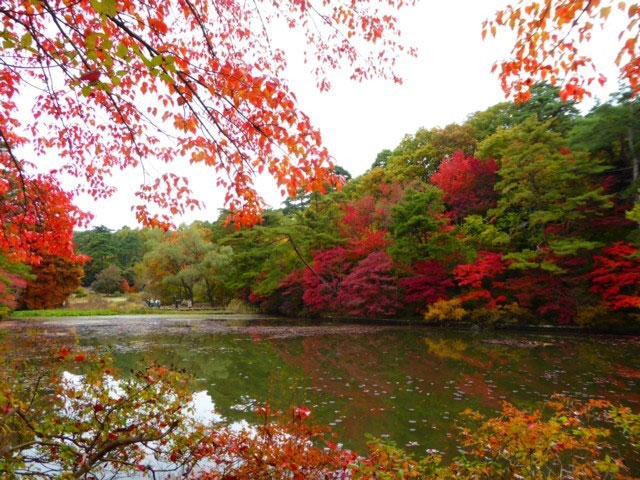 神戸市立森林植物園の紅葉 紅葉情報21