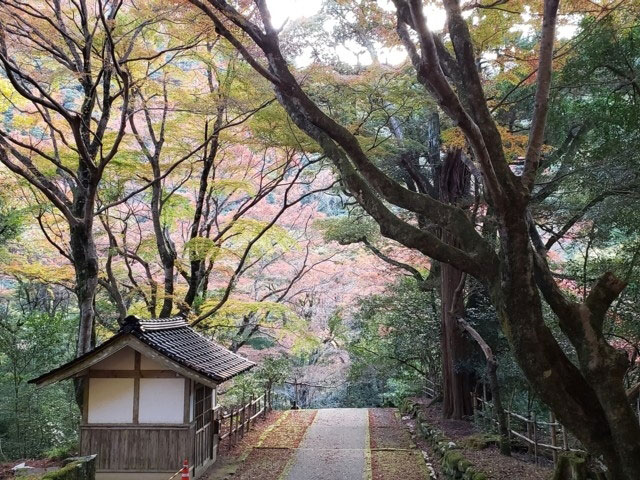 鰐淵寺の紅葉 紅葉情報21