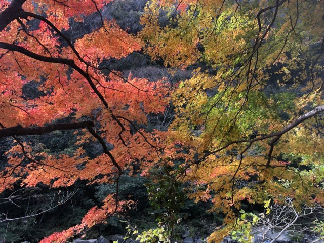 宇甘渓の紅葉 紅葉情報2021