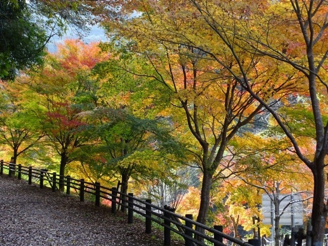 塩江温泉郷の紅葉 紅葉情報21