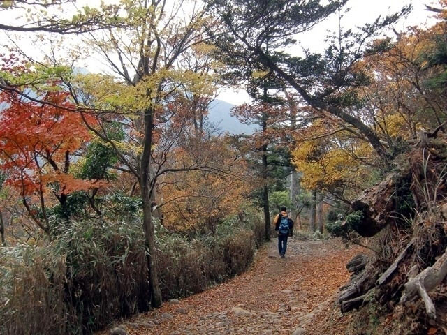 えびの高原の紅葉 紅葉情報21