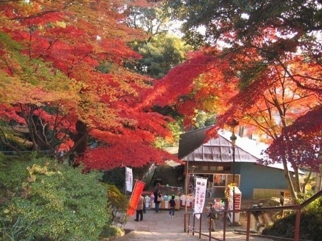 筑波山の紅葉 紅葉情報22