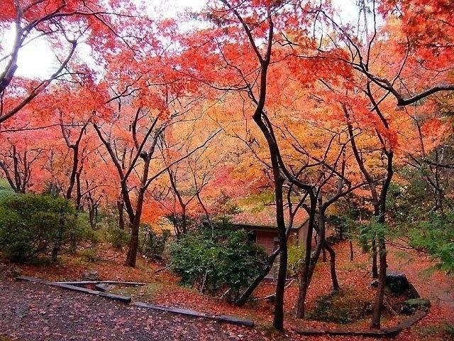 弥彦公園もみじ谷の紅葉 紅葉情報22