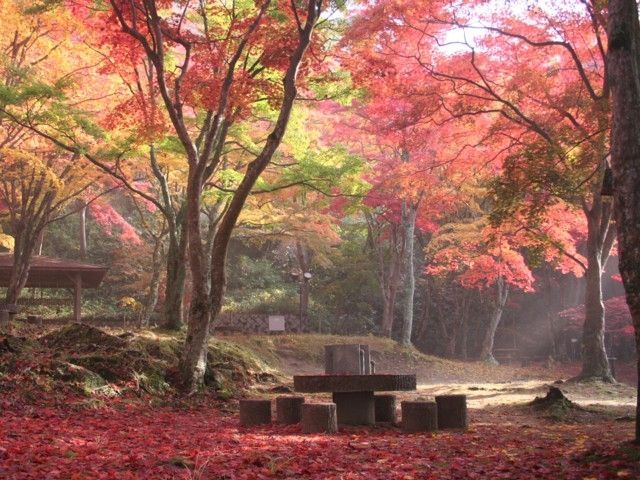 笠置山自然公園の紅葉 紅葉情報22