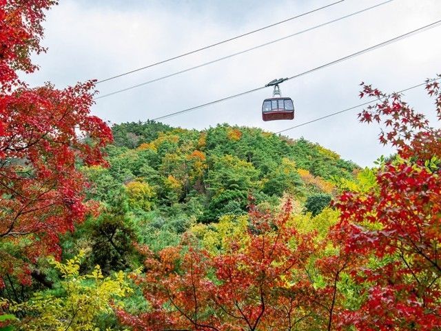 六甲山の紅葉 紅葉情報22