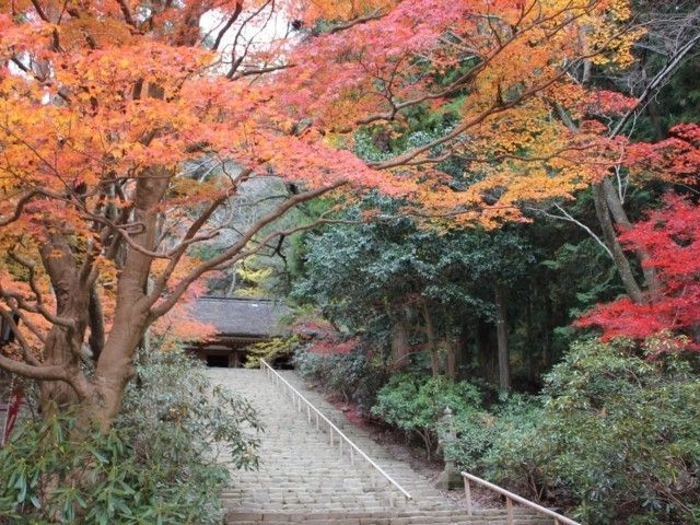 室生寺の紅葉 紅葉情報22