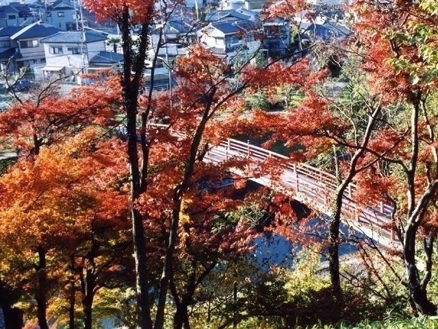 竜田川の紅葉 紅葉情報22
