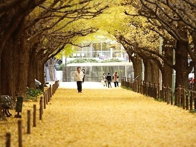 明治神宮外苑いちょう並木の紅葉｜紅葉情報2023