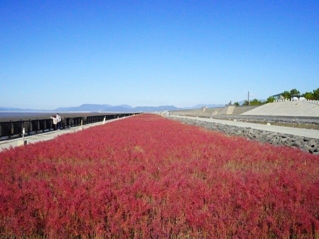 東与賀海岸シチメンソウ群生地