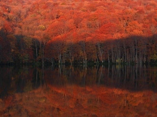 蔦沼