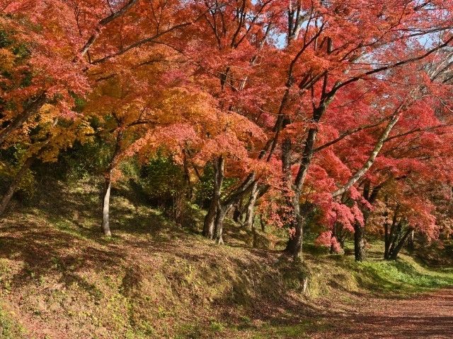 用作公園