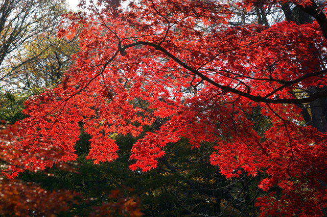 県立三ツ池公園の紅葉 紅葉情報