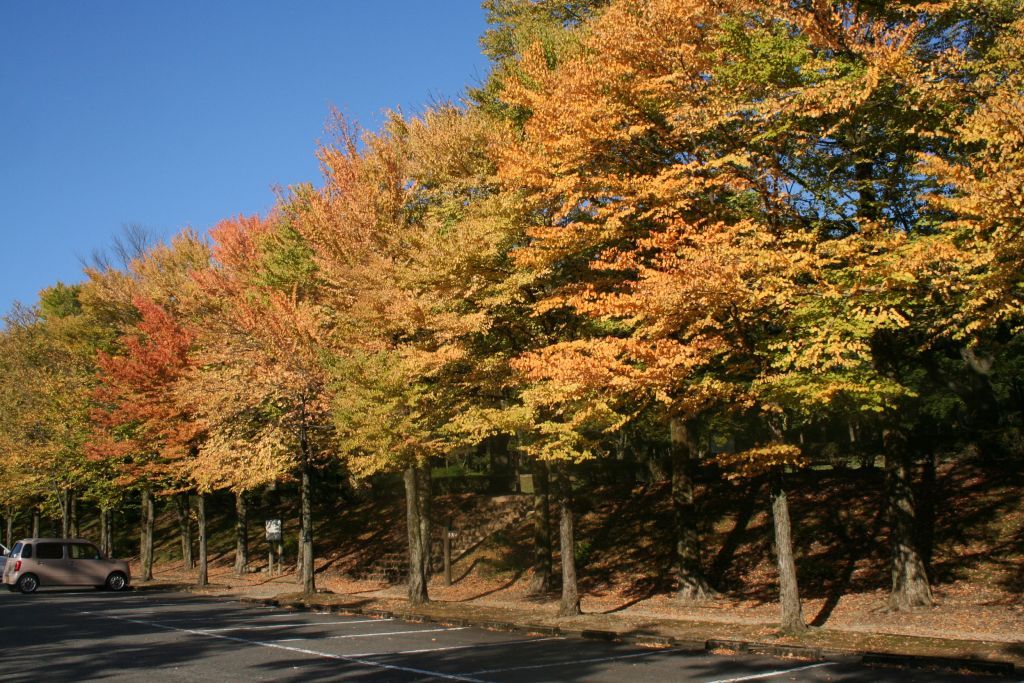 アチムゴヨ樹木園