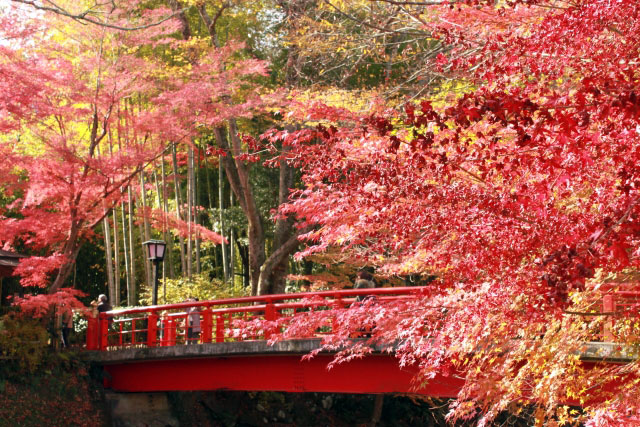 修善寺温泉 竹林の小径の紅葉 紅葉情報