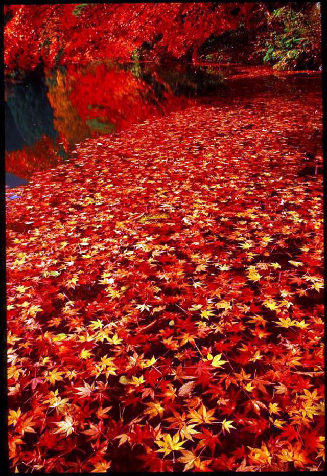 伊奈ヶ湖の紅葉 紅葉情報