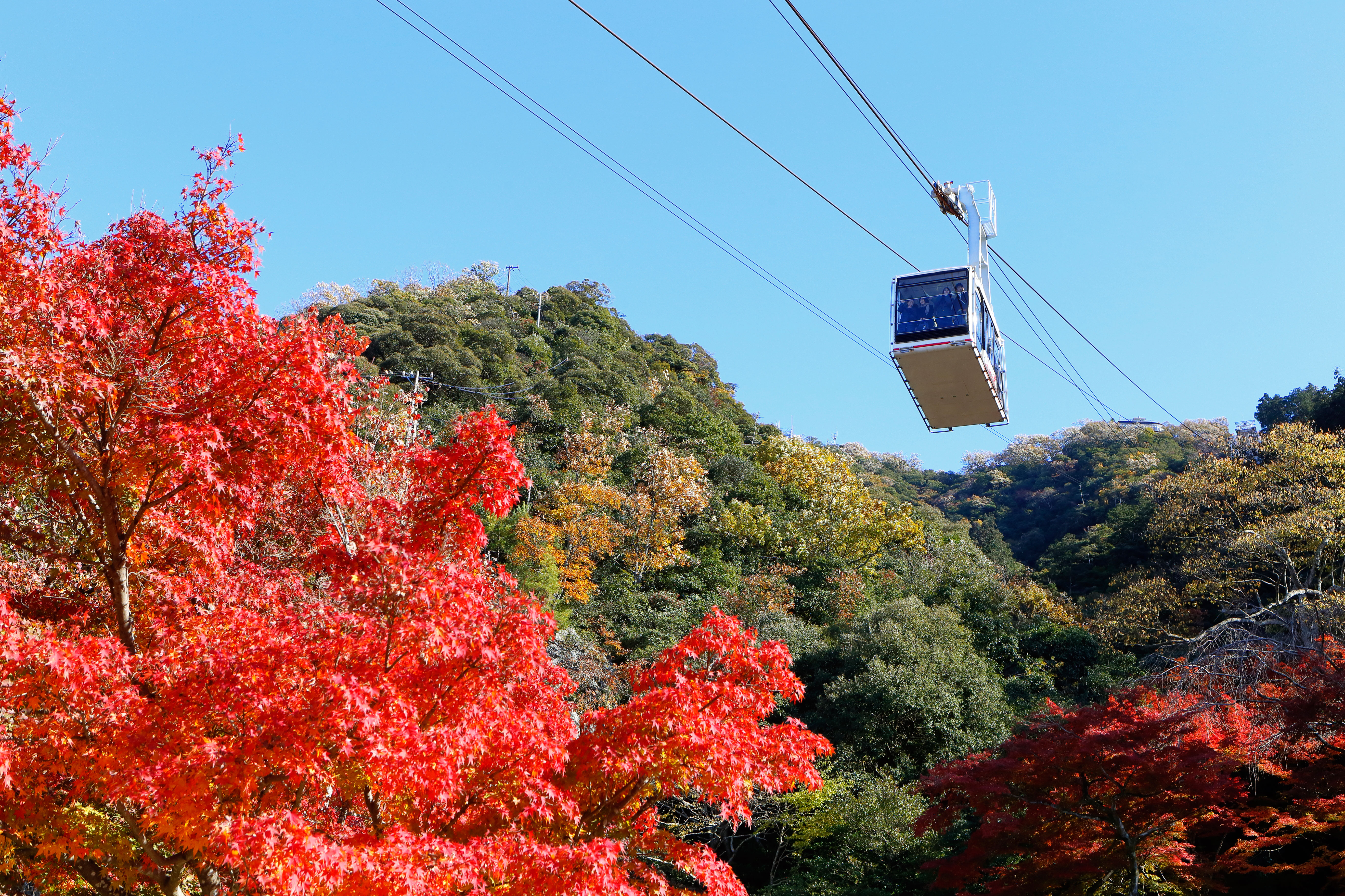 金華山ロープウェー 岐阜城 岐阜公園 の紅葉 紅葉情報