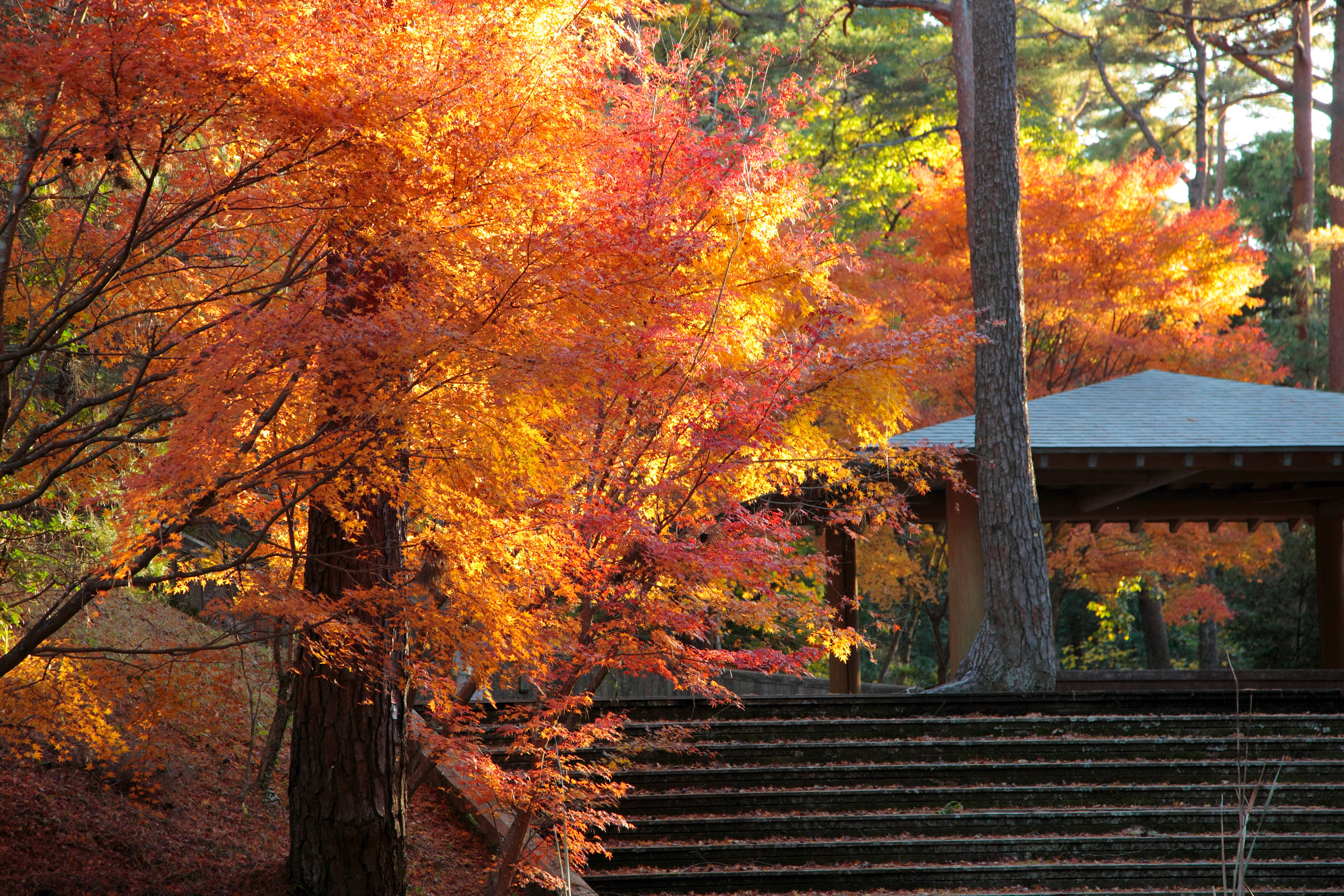 静岡県立森林公園の紅葉 紅葉情報