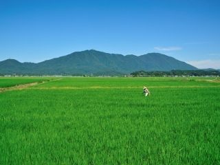 彌彦神社の写真４