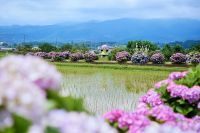 あじさいで彩られる梅雨のユネッサン!藤田観光株式会社設立70周年×開成町町制施行70周年 コラボ企画第2弾開催