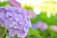 埼玉最大級のスパリゾート「美楽温泉 SPA-HERBS」では6月もイベントが満開！梅雨を吹き飛ばす多彩なスパ体験を