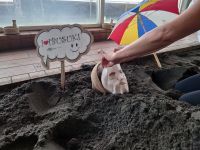 指宿名物・砂むし温泉でお肌もメンテナンス 　休暇村指宿では、ホテルの砂むし温泉「癒砂（ゆさ）」で「ひんやり顔パック」サービス