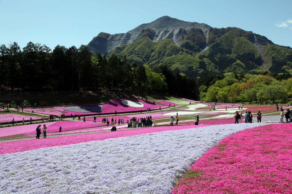 芝桜まつり