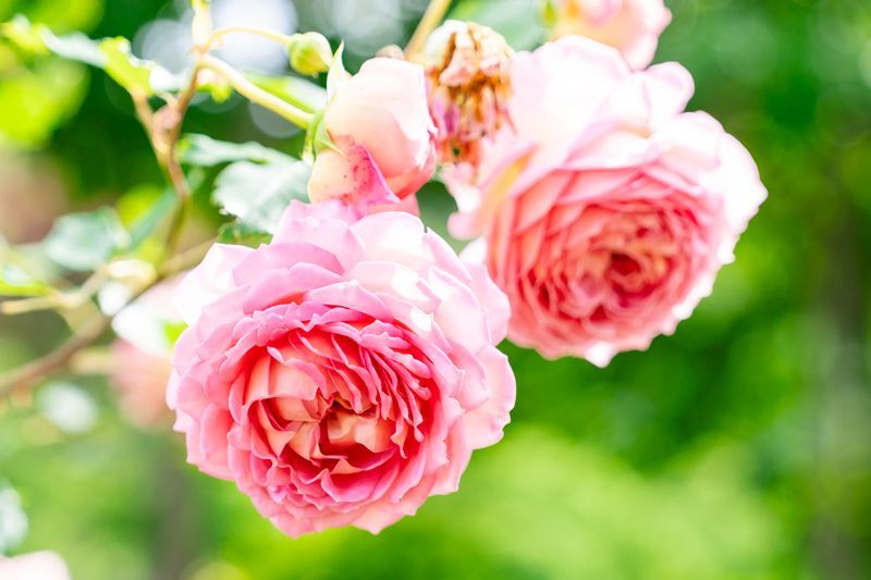 ACAO ROSE FESTA 2025バラ