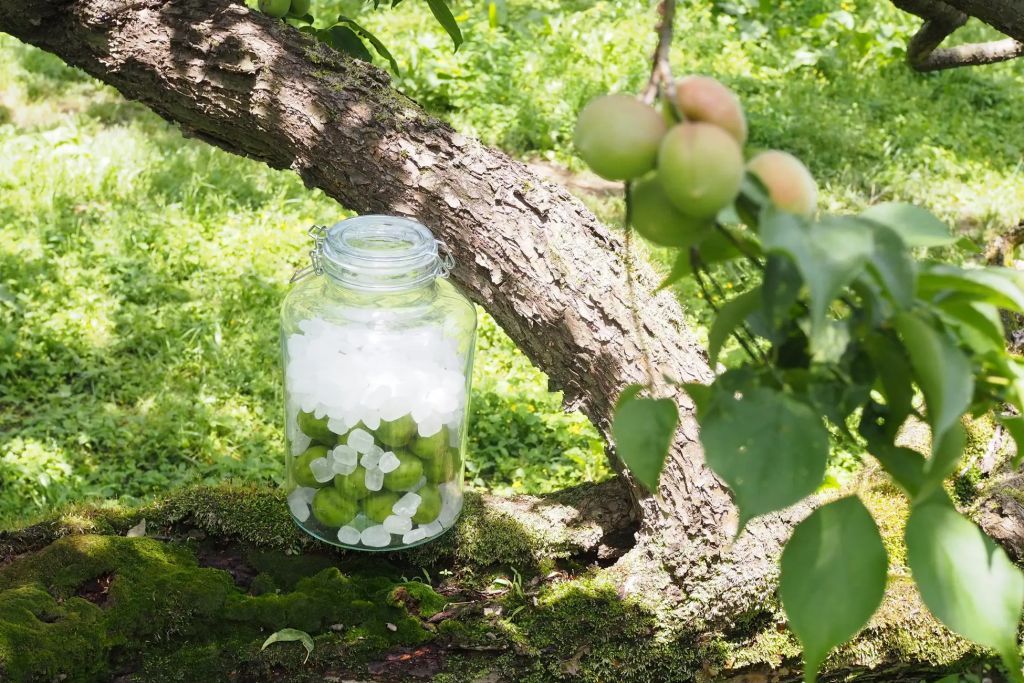 梅ジュースづくり体験教室