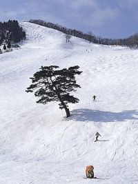 奥神鍋スキー場の写真