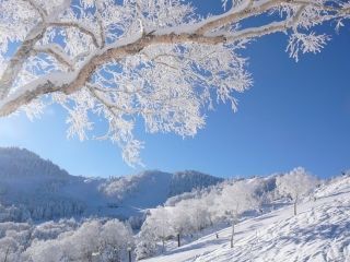志賀高原 熊の湯スキー場の写真３