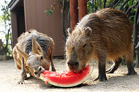 ひんやりスイカにかき氷♪横浜・八景島シーパラダイスで動物たちに涼をお届け