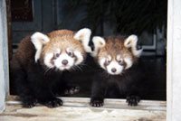 日本平動物園で双子のレッサーパンダの赤ちゃん公開スタート！