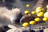 伊豆シャボテン動物公園『元祖カピバラの露天風呂』が2018年もスタート