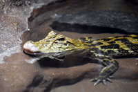 日立市かみね動物園に全国初となる爬虫類とウミウの複合施設「はちゅウるい館」オープン