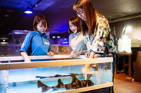 ふれあいがパワーアップ！4月1日より「ふれあい魚館～Interactive Aquarium～」オープン|伊勢シーパラダイス