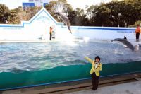 しながわ水族館の春休み!イルカショー・水中ショーがリニューアル！