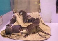 2019年春、箱根園水族館でコツメカワウソの赤ちゃんが誕生しました。